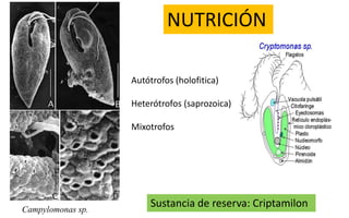Cryptophta Structure CRYPTOPHYTA (Morfología, características).pdf