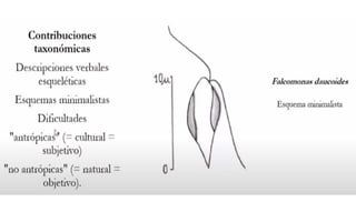 Cryptophta Structure CRYPTOPHYTA (Morfología, características).pdf