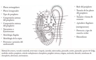 Cryptophta Structure CRYPTOPHYTA (Morfología, características).pdf
