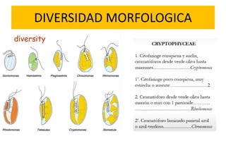 Cryptophta Structure CRYPTOPHYTA (Morfología, características).pdf