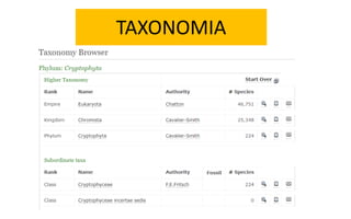 Cryptophta Structure CRYPTOPHYTA (Morfología, características).pdf