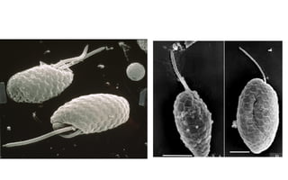 Cryptophta Structure CRYPTOPHYTA (Morfología, características).pdf