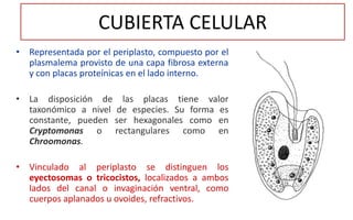 Cryptophta Structure CRYPTOPHYTA (Morfología, características).pdf