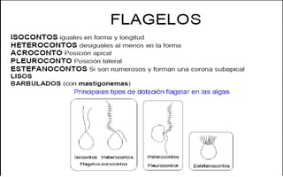 Cryptophta Structure CRYPTOPHYTA (Morfología, características).pdf