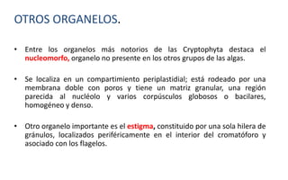 Cryptophta Structure CRYPTOPHYTA (Morfología, características).pdf