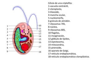 Cryptophta Structure CRYPTOPHYTA (Morfología, características).pdf