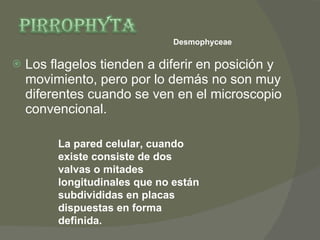 Los flagelos tienden a diferir en posición y movimiento, pero por lo demás no son muy diferentes cuando se ven en el microscopio convencional.  La pared celular, cuando existe consiste de dos valvas o mitades longitudinales que no están subdivididas en placas dispuestas en forma definida. Desmophyceae  