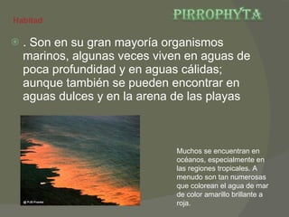 . Son en su gran mayoría organismos marinos, algunas veces viven en aguas de poca profundidad y en aguas cálidas; aunque también se pueden encontrar en aguas dulces y en la arena de las playas Habitad Muchos se encuentran en océanos, especialmente en las regiones tropicales. A menudo son tan numerosas que colorean el agua de mar de color amarillo brillante a roja.  