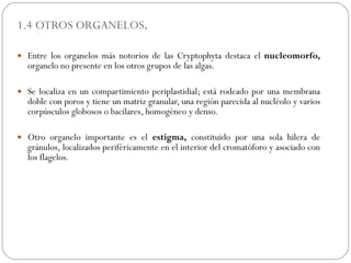 Cryptophta Structure Cryptophytas | PPT