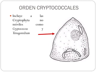 Cryptophta Structure Cryptophytas | PPT