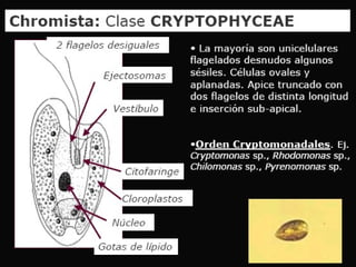 Cryptophta Structure Cryptophytas | PPT
