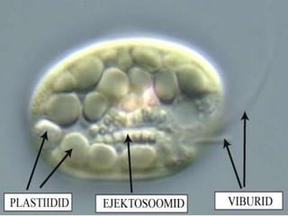Cryptophta Structure Cryptophytas | PPT
