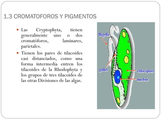 Cryptophta Structure Cryptophytas | PPT