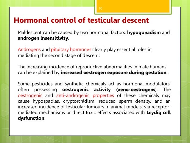 Undescended Testis Cryptorchidism - 