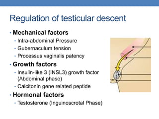 Regulation of testicular descent
• Mechanical factors
• Intra-abdominal Pressure
• Gubernaculum tension
• Processus vaginalis patency
• Growth factors
• Insulin-like 3 (INSL3) growth factor
(Abdominal phase)
• Calcitonin gene related peptide
• Hormonal factors
• Testosterone (Inguinoscrotal Phase)
 