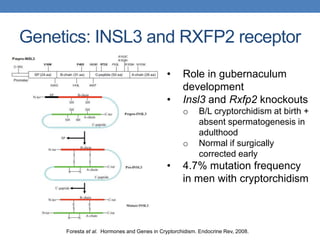 Genetics: INSL3 and RXFP2 receptor
• Role in gubernaculum
development
• Insl3 and Rxfp2 knockouts
o B/L cryptorchidism at birth +
absent spermatogenesis in
adulthood
o Normal if surgically
corrected early
• 4.7% mutation frequency
in men with cryptorchidism
Foresta et al. Hormones and Genes in Cryptorchidism. Endocrine Rev, 2008.
 