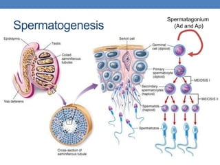 Spermatogenesis
Spermatagonium
(Ad and Ap)
 