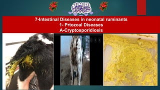7-Intestinal Diseases in neonatal ruminants
1- Prtozoal Diseases
A-Cryptosporidiosis
 