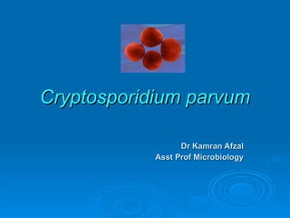 Cryptosporidium parvum Dr Kamran Afzal Asst Prof Microbiology 