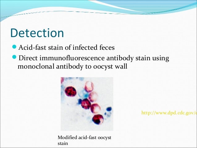 Cryptosporidium Parvum