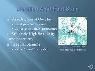    Visualization of Oocytes
       Light pink to dark red
       Can also visualize sporozoites
 Relatively High Sensitivity
 and Specificity
 Irregular Staining
                                                     CDC DPDx Library

       cause “ghost” oocysts            Modified Acid Fast Stain
 