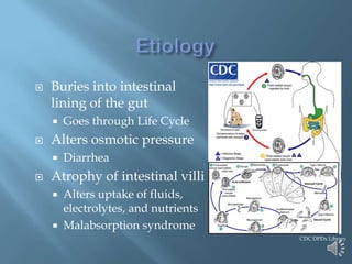    Buries into intestinal
    lining of the gut
       Goes through Life Cycle
   Alters osmotic pressure
       Diarrhea
   Atrophy of intestinal villi
       Alters uptake of fluids,
        electrolytes, and nutrients
       Malabsorption syndrome
                                      CDC DPDx Library
 