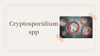 Cryptosporidium
spp
 
