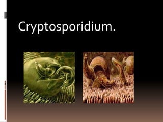Cryptosporidium.
 