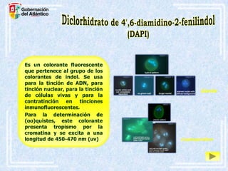 Es un colorante fluorescente
que pertenece al grupo de los
colorantes de indol. Se usa
para la tinción de ADN, para
tinción nuclear, para la tinción
de células vivas y para la
contratinción en tinciones
inmunofluorescentes.
Para la determinación de
(oo)quistes, este colorante
presenta tropismo por la
cromatina y se excita a una
longitud de 450-470 nm (uv)

Giardia

Cryptosporidium

 
