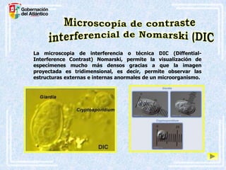 La microscopia de interferencia o técnica DIC (DiffentialInterference Contrast) Nomarski, permite la visualización de
especímenes mucho más densos gracias a que la imagen
proyectada es tridimensional, es decir, permite observar las
estructuras externas e internas anormales de un microorganismo.

 
