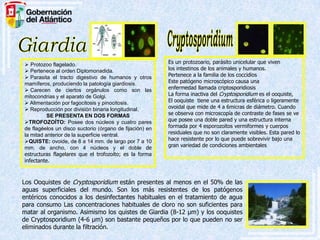  Protozoo flagelado.
 Pertenece al orden Diplomonadida.
 Parasita el tracto digestivo de humanos y otros
mamíferos, produciendo la patología giardiosis.
 Carecen de ciertos orgánulos como son las
mitocondrias y el aparato de Golgi.
 Alimentación por fagocitosis y pinocitosis.
 Reproducción por división binaria longitudinal.
SE PRESENTA EN DOS FORMAS
TROFOZOÍTO: Posee dos núcleos y cuatro pares
de flagéelos un disco suctorio (órgano de fijación) en
la mitad anterior de la superficie ventral.
QUISTE: ovoide, de 8 a 14 mm. de largo por 7 a 10
mm. de ancho, con 4 núcleos y el doble de
estructuras flagelares que el trofozoíto; es la forma
infectante.

Es un protozoario, parásito unicelular que viven
los intestinos de los animales y humanos.
Pertenece a la familia de los coccidios
Este patógeno microscópico causa una
enfermedad llamada criptosporidiosis
La forma inactiva del Cryptosporidium es el ooquiste,
El ooquiste tiene una estructura esférica o ligeramente
ovoidal que mide de 4 a 6micras de diámetro. Cuando
se observa con microscopía de contraste de fases se ve
que posee una doble pared y una estructura interna
formada por 4 esporozoitos vermiformes y cuerpos
residuales que no son claramente visibles. Esta pared lo
hace resistente por lo que puede sobrevivir bajo una
gran variedad de condiciones ambientales

Los Ooquistes de Cryptosporidium están presentes al menos en el 50% de las
aguas superficiales del mundo. Son los más resistentes de los patógenos
entéricos conocidos a los desinfectantes habituales en el tratamiento de agua
para consumo Las concentraciones habituales de cloro no son suficientes para
matar al organismo. Asimismo los quistes de Giardia (8-12 μm) y los ooquistes
de Cryptosporidium (4-6 μm) son bastante pequeños por lo que pueden no ser
eliminados durante la filtración.

 