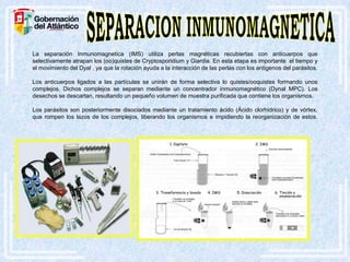 La separación Inmunomagnetica (IMS) utiliza perlas magnéticas recubiertas con anticuerpos que
selectivamente atrapan los (oo)quistes de Cryptosporidium y Giardia. En esta etapa es importante el tiempo y
el movimiento del Dyal , ya que la rotación ayuda a la interacción de las perlas con los antigenos del parásitos.
Los anticuerpos ligados a las partículas se unirán de forma selectiva lo quistes/ooquistes formando unos
complejos. Dichos complejos se separan mediante un concentrador inmunomagnético (Dynal MPC). Los
desechos se descartan, resultando un pequeño volumen de muestra purificada que contiene los organismos.
Los parásitos son posteriormente disociados mediante un tratamiento ácido (Ácido clorhídrico) y de vórtex,
que rompen los lazos de los complejos, liberando los organismos e impidiendo la reorganización de estos.

 