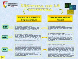 Lectura de la muestra Cryptosporidium

FITC

Se debe emplear la ampliación de 200X
Se utiliza epifluorescencia para explorar el pozo
buscando formas de quistes y ooquistes de color verde
manzana. Buscar formas ovoides o esféricas de 4-6
um.

DAPI

Se debe emplear la ampliación de 400X.
Se usa el bloque UV del filtro para DAPI, el objeto debe
exhibir una de las siguientes características: a) una
coloración azul palida con un borde verde (DAPI -) , b)
que se tiña internamente de azul intenso (DAPI +), C) se
observan cuatro núcleos distintos, azul cielo (DAPI +).

DIC

Se debe emplear la ampliación de 1000X.
Se buscan características morfológicas internas y externas
anormales de los ooquistes (puntos, tallos, poros, núcleos,
esporas, cloroplastos, etc). Cuando no se observan estas
caracteristicas, se debe categorizar las formas: a) Un
ooquiste vacío de Cryptoposridium, b) un ooquiste de
Cryptosporidium con la estructura amorfa, c) un ooquiste
de Cryptosporidium con estrucutras internas.
Se debe registrar la forma, el tamaño (0.5 µm) y el
número de esporozoitos.

Lectura de la muestra Giardia
Se debe emplear la ampliación de 200X
Se observa luz fluorescente verde brillante alrededor de
los objetos ovales (de 8-18 µm de largo por 5-25 de
ancho).

Se debe emplear la ampliación de 400X.
Se usa el filtro para DAPI, el objeto debe exhibir una
de las siguientes características: a) coloración interno
azulada (ningún núcleos distintivo y un borde verde
(DAPI -) , b) Coloración interna azul intenso (DAPI +),
C) se observan dos o cuatro núcleos distintos, azul
cielo (DAPI +).

Se debe emplear la ampliación de 1000X.
Se buscan características morfológicas internas y externas
anormales de los ooquistes (puntos, tallos, poros, núcleos,
esporas, cloroplastos, etc). Cuando no se observan estas
caracteristicas, se debe categorizar las formas: a) Un quiste
vacío de Giardia, b) un quiste de Giardia con la estructura
amorfa, c) un quiste de Giardia con un tipo de estructura
interna (núcleos, cuerpo mediano o axonemas), d) Un quiste
de Giardia con más de un tipo de estructura interna.
Se debe registrar la forma, el tamaño (0.5 µm) y el número
de núcleos y presencia del cuerpo medio o los axonemas.

 