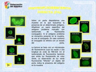 Sobre un porta depositamos una
muestra en la que buscamos la
presencia de un determinado antígeno.
Añadimos un suero específico del
antígeno problema marcado con
isotiocinato
de
fluoresceína
(conjugado). Si el antígeno problema
se encuentra presente en la muestra,
se une el conjugado. En caso contrario
el conjugado se elimina con un lavado
del
porta.
La lectura se hace con un microscopio
de fluorescencia cuya luz excita a una
longitud de onda de 490-520 nm al
isotiocianato de fluoresceína haciendo
que emita luz fluorescente de color
verde. La observación de luz verde
fluorescente “tiñendo” un objeto del
porta indica la presencia del antígeno
en la muestra

 