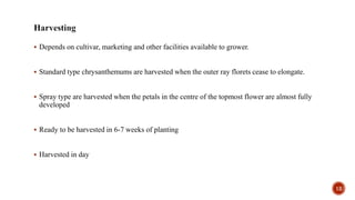  Depends on cultivar, marketing and other facilities available to grower.
 Standard type chrysanthemums are harvested when the outer ray florets cease to elongate.
 Spray type are harvested when the petals in the centre of the topmost flower are almost fully
developed
 Ready to be harvested in 6-7 weeks of planting
 Harvested in day
12
 