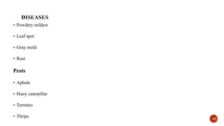  Powdery mildew
 Leaf spot
 Gray mold
 Rust
Pests
 Aphids
 Hairy caterpillar
 Termites
 Thrips 16
 