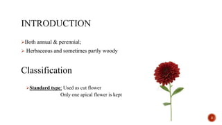 Both annual & perennial;
 Herbaceous and sometimes partly woody
Classification
Standard type: Used as cut flower
Only one apical flower is kept
3
 