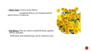 Spray type: Used as loose flower
peripheral flowers are retained and the
apical flower is removed.
Pot flower: Pots are used to embellish home, garden,
offices, and park.
Both spray and standard type can be cultured in pot.
4
 