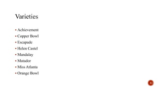  Achievement
 Copper Bowl
 Escapade
 Helen Castel
 Mandalay
 Matador
 Miss Atlanta
 Orange Bowl
5
 