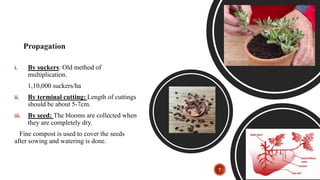 i. By suckers: Old method of
multiplication.
1,10,000 suckers/ha
ii. By terminal cutting: Length of cuttings
should be about 5-7cm.
iii. By seed: The blooms are collected when
they are completely dry.
Fine compost is used to cover the seeds
after sowing and watering is done.
7
 