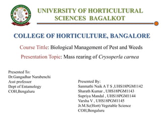 UNIVERSITY OF HORTICULTURAL
SCIENCES BAGALKOT
COLLEGE OF HORTICULTURE, BANGALORE
Course Tittle: Biological Management of Pest and Weeds
Presentation Topic: Mass rearing of Crysoperla carnea
Presented To:
Dr.Gangadhar Narabenchi
Asst professor
Dept of Entamology
COH,Bengaluru
Presented By:
Sanmathi Naik A T S ,UHS18PGM1142
Sharath Kumar , UHS18PGM1143
Supriya Mandal , UHS18PGM1144
Varsha V , UHS18PGM1145
Jr.M.Sc(Hort) Vegetable Science
COH,Bengaluru
 