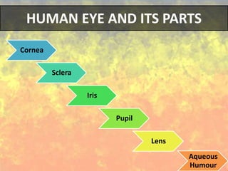 Cornea
Sclera
Iris
Pupil
Lens
Aqueous
Humour
HUMAN EYE AND ITS PARTS
 