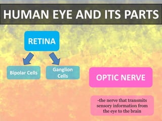 HUMAN EYE AND ITS PARTS
RETINA
Bipolar Cells
Ganglion
Cells
OPTIC NERVE
-the nerve that transmits
sensory information from
the eye to the brain
 