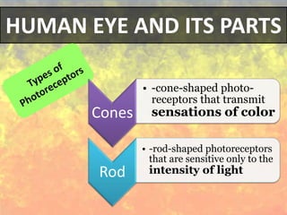 HUMAN EYE AND ITS PARTS
Cones
• -cone-shaped photo-
receptors that transmit
sensations of color
Rod
• -rod-shaped photoreceptors
that are sensitive only to the
intensity of light
 