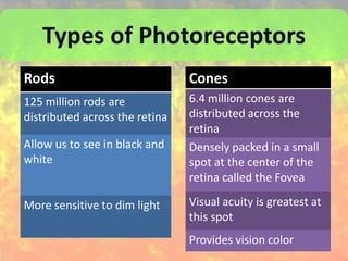 Types of Photoreceptors
Rods
125 million rods are
distributed across the retina
Allow us to see in black and
white
More sensitive to dim light
Cones
6.4 million cones are
distributed across the
retina
Densely packed in a small
spot at the center of the
retina called the Fovea
Visual acuity is greatest at
this spot
Provides vision color
 
