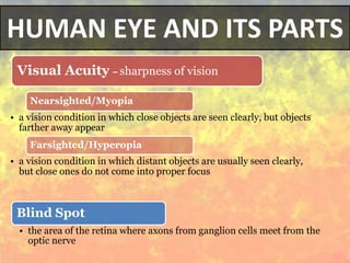 HUMAN EYE AND ITS PARTS
Visual Acuity – sharpness of vision
Nearsighted/Myopia
• a vision condition in which close objects are seen clearly, but objects
farther away appear
Farsighted/Hyperopia
• a vision condition in which distant objects are usually seen clearly,
but close ones do not come into proper focus
Blind Spot
• the area of the retina where axons from ganglion cells meet from the
optic nerve
 