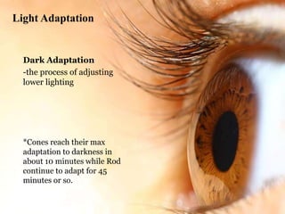 Light Adaptation
Dark Adaptation
-the process of adjusting
lower lighting
*Cones reach their max
adaptation to darkness in
about 10 minutes while Rod
continue to adapt for 45
minutes or so.
 
