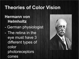 Theories of Color Vision
Hermann von
Helmholtz
- German physiologist
- The retina in the
eye must have 3
different types of
color
photoreceptors
cones
 