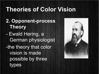 Theories of Color Vision
2. Opponent-process
Theory
- Ewald Hering, a
German physiologist
-the theory that color
vision is made
possible by three
types
 
