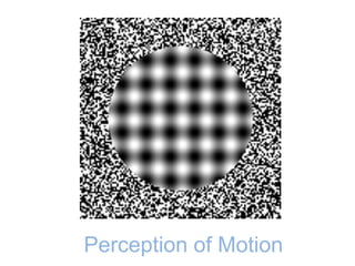 Perception of Motion
 